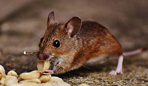 hospital-and-healthcare-facility-pest-management Experts in Woodcliff Lk